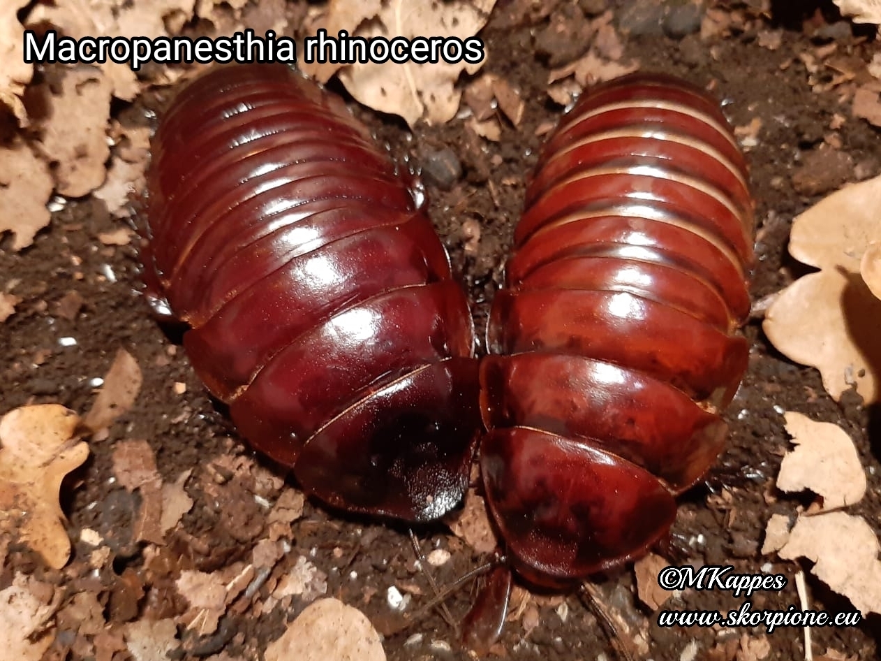 Paar Macropanesthia rhinoceros Paar Macropanesthia rhinoceros (Australische Riesenschabe)