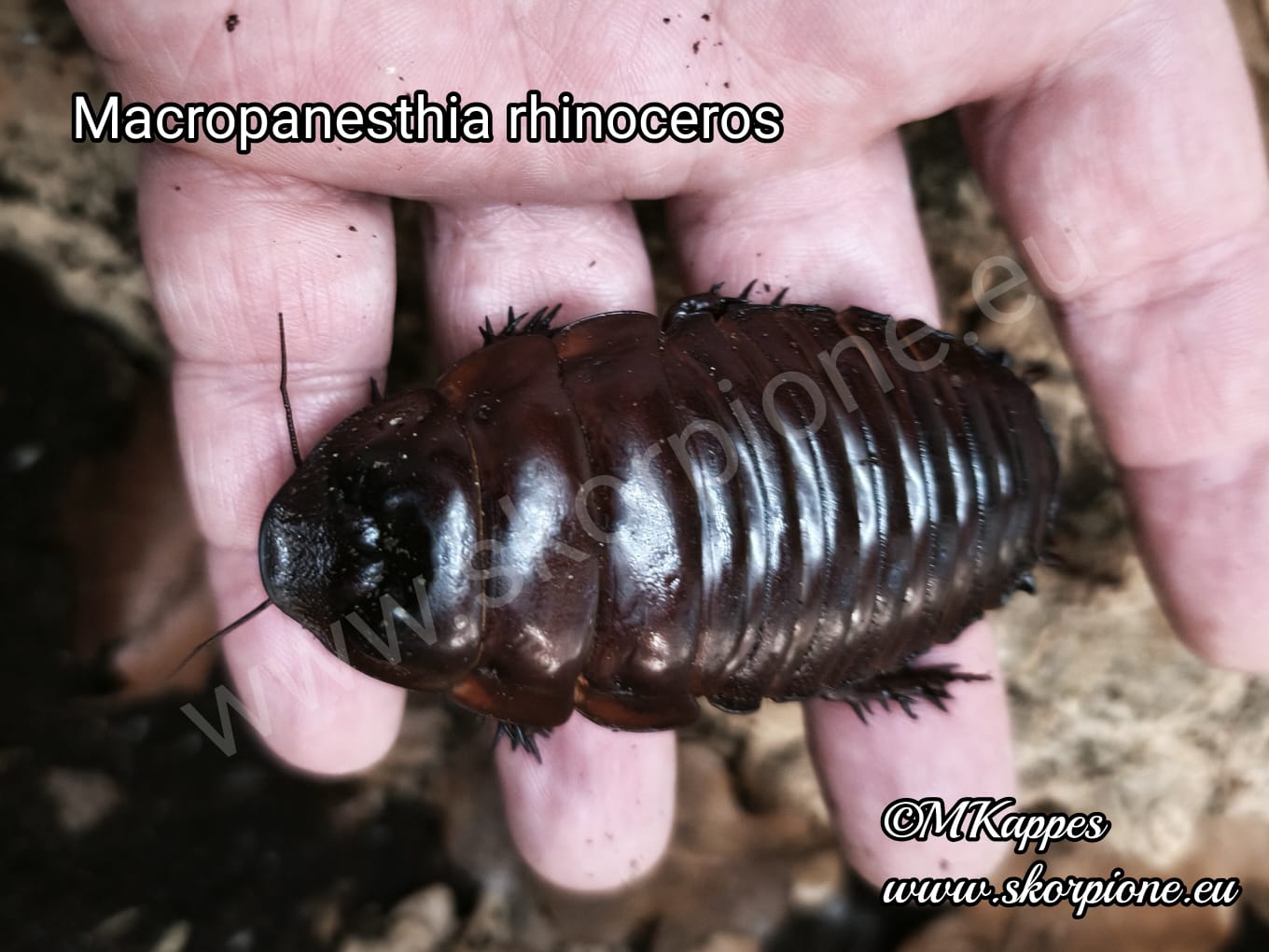 Macropanesthia rhinoceros Eine große, Rhinoschabe sitz in einer offenen Handfläche.