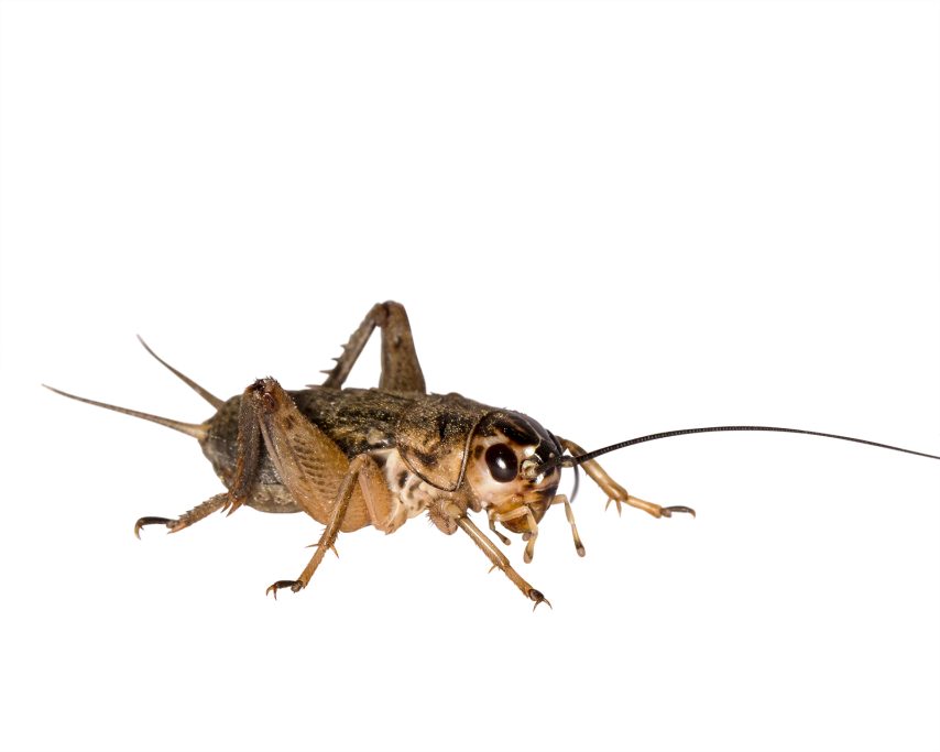 Steppengrillen "Gryllus assimilis" Steppengrillen "Gryllus assimilis"