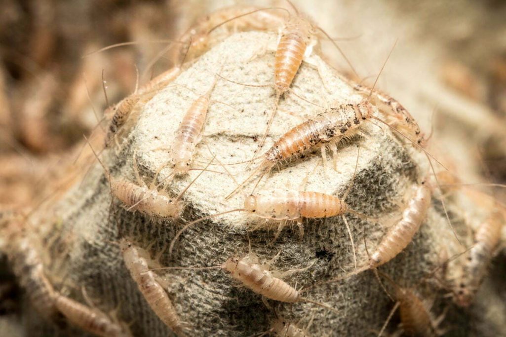 Ofenfischchen "Thermobia domestica" Ofenfischchen "Thermobia domestica"